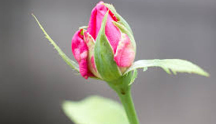 नई शुरूआत