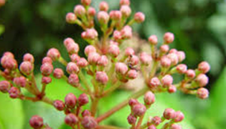 विजयी बचपन