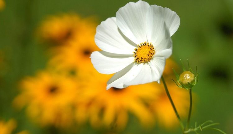 क मुद्दत के बाद